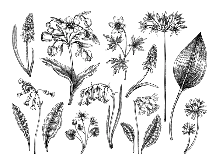 Spring flower sketches. Hand-drawn vector illustrations. Woodland wildflowers. Cowslip, bluebell, grape hyacinth, hellebore, winter aconite. Floral design